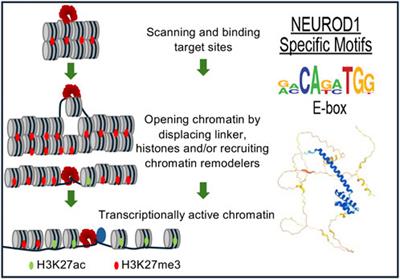 NEUROD1: transcriptional and epigenetic regulator of human and mouse neuronal and endocrine cell lineage programs